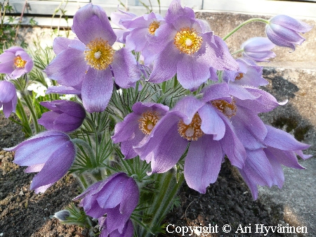 Pulsatilla patens